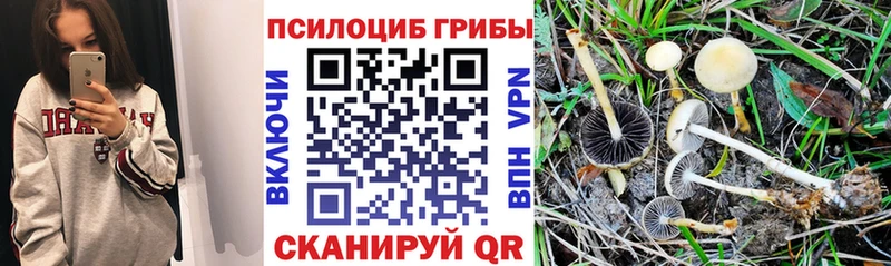 Псилоцибиновые грибы прущие грибы  hydra вход  Вичуга 