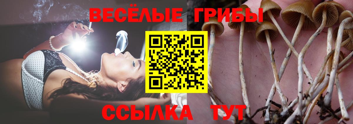 Вичуга  Галлюциногенные грибы Psilocybe  Вход с VPN 